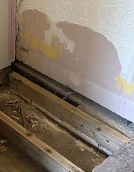 Timber Surveys , Woodworm Surveys and Timber Treatments Cornwall, South Hams and South West Wall Coatings Timber Survey Specialists Timber Survey x | Timber Survey Cornwall | Timber Survey South Hams | Timber Surveyors