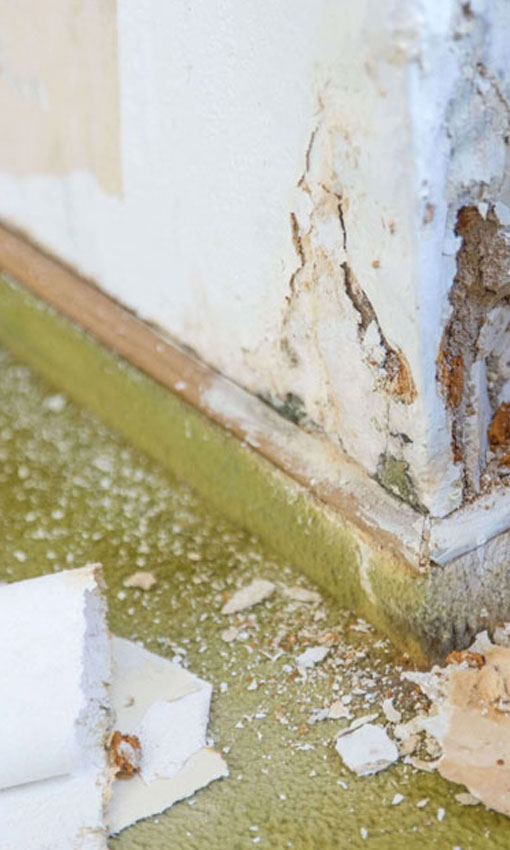 Rising Damp Survey Plymouth | Rising Damp Survey Devon | Rising Damp Survey South Hams | Rising Damp Survey Cornwall | Rising Damp Treatment 